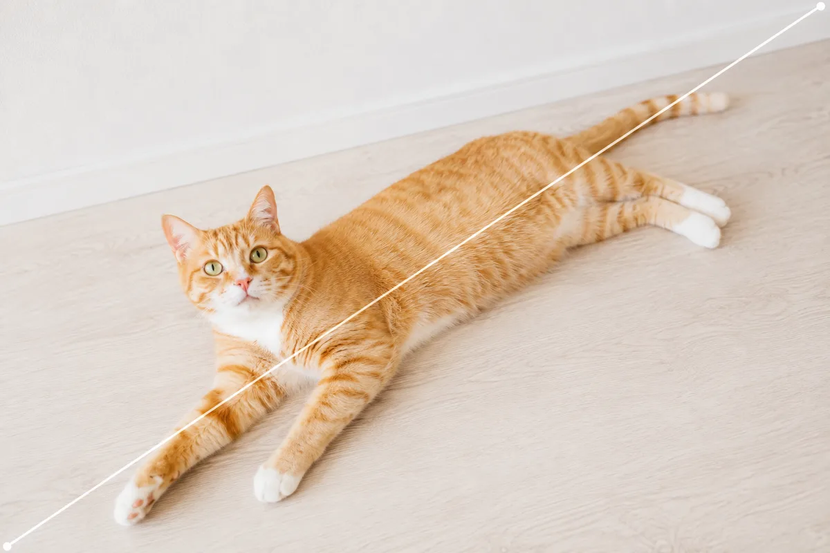 体を伸ばして寝そべる茶トラ猫が、画面の角から角へ斜めに横たわる対角線構図の作例