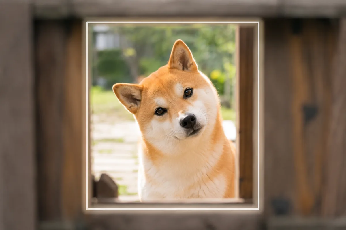 木の柵のすき間（枠）越しに柴犬の顔を見せた額縁構図の作例