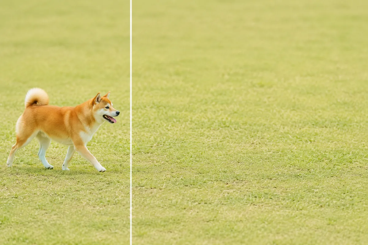 芝生を歩く柴犬を左に小さく置き、右に広い芝の余白をとった余白構図の作例