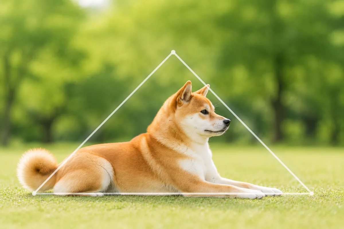 芝生に伏せた柴犬の姿を三角形に収めた三角構図の作例