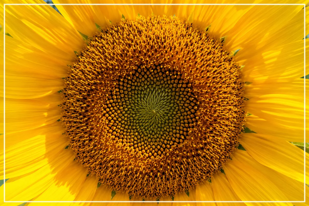 ひまわりの中心の種と花びらに思い切り寄り、画面いっぱいに写した作例