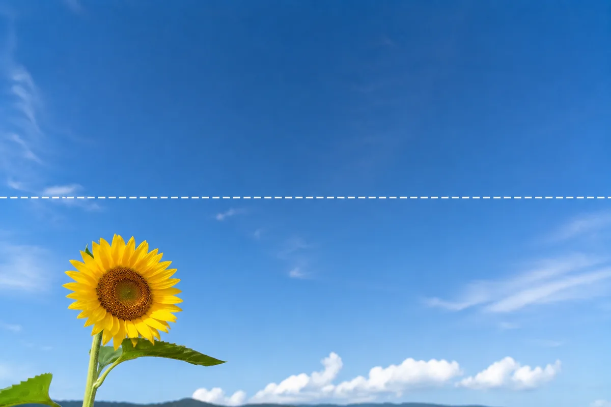 広い青空を背景に、ひまわりを画面の下端に小さく置いて余白を大きくとった作例
