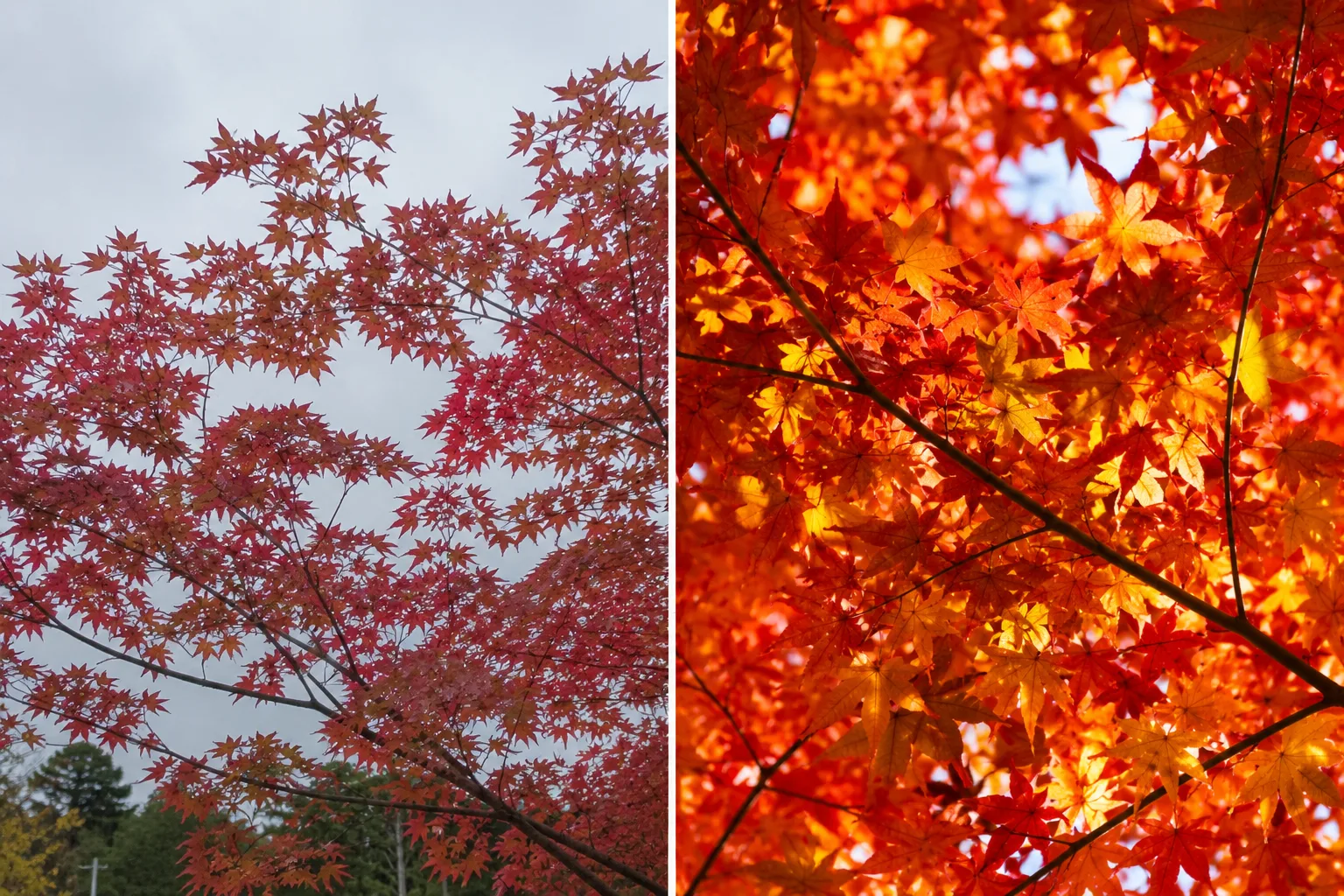 紅葉写真のBefore/After。左は順光でのっぺり灰色の空多め、右は逆光で透ける鮮やかな比較イメージ。