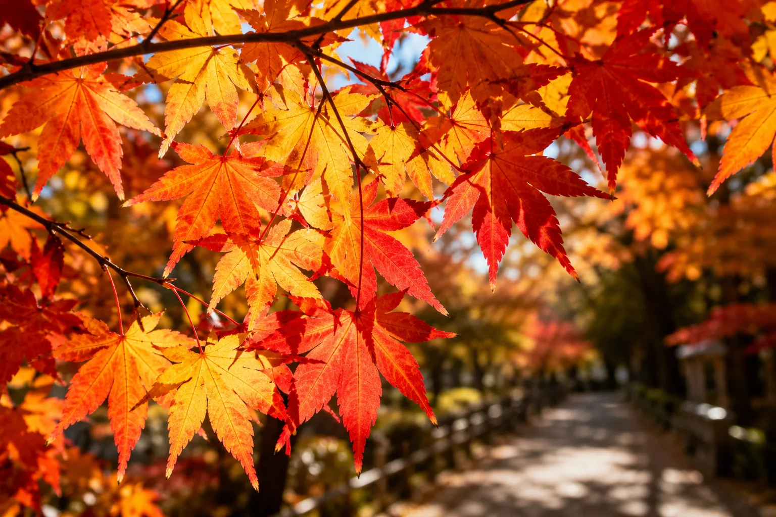 紅葉写真の作例。逆光で透ける赤や黄のもみじに寄り、空を少なめにして色と立体感を出した構図イメージ。