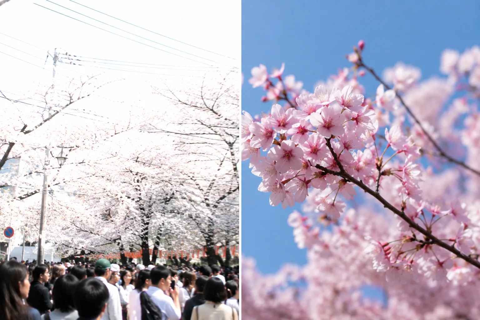 桜写真のBefore/After。左は白飛び・電線・引きすぎ、右は一枝に寄り青空で色が残る比較イメージ。