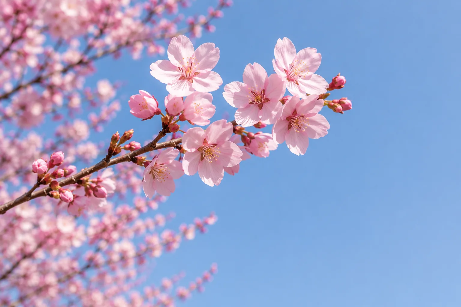 桜写真の作例。一枝に寄ってピントを合わせ、青空を背景に明るさを抑えてピンクを残した構図イメージ。