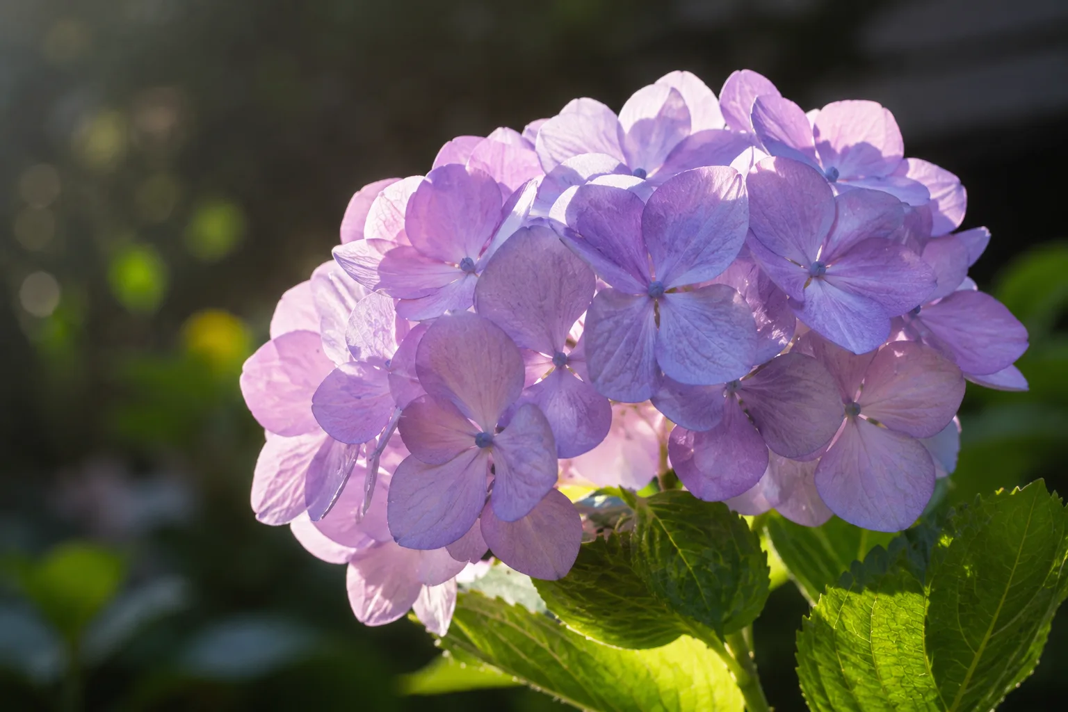 花写真の作例。一輪に寄り、逆光で透けた花びらと背景ぼけを生かした構図イメージ。
