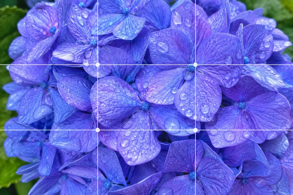 雨上がりの青紫のあじさいに寄り、水滴を画面いっぱいに見せたフィルザフレームの作例